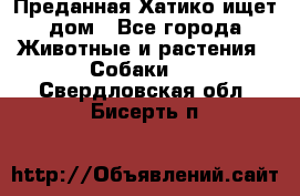 Преданная Хатико ищет дом - Все города Животные и растения » Собаки   . Свердловская обл.,Бисерть п.